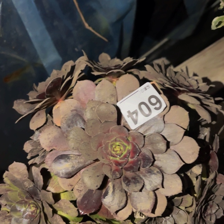 604墨染花月夜多肉植物