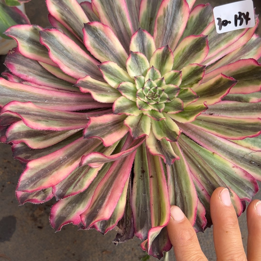 134变异多肉多肉多肉