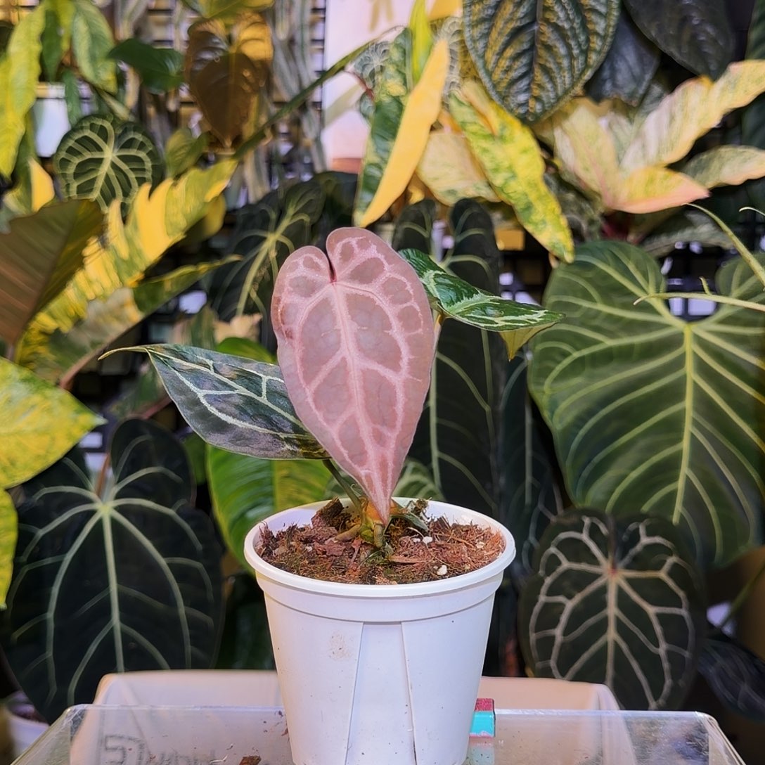 完全开放Q38 米歇尔杂粉柠檬