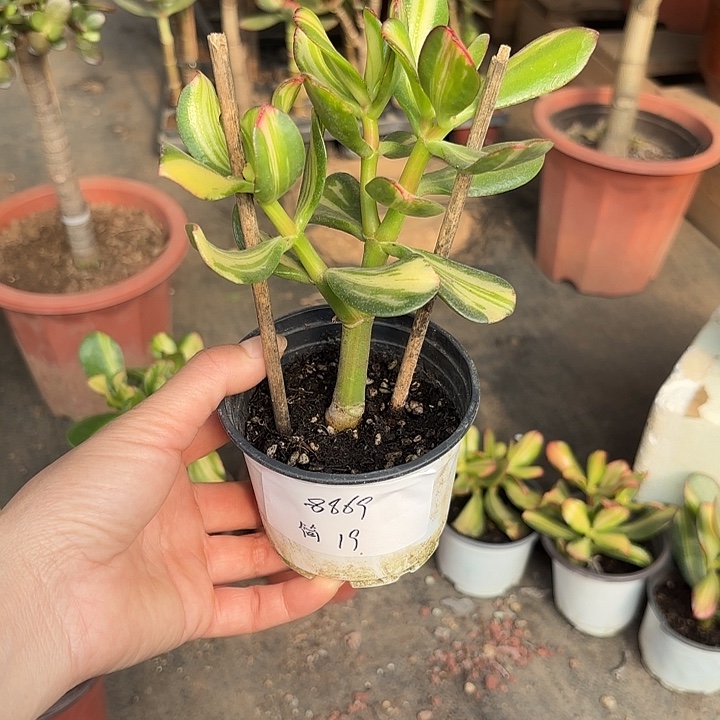 简***单当前无花栽培后可以开花卷叶19