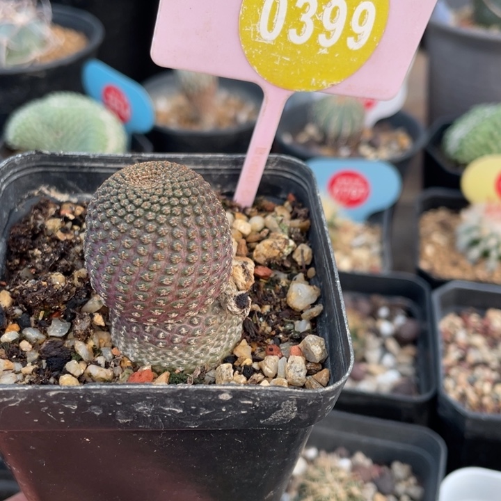 自根黑斜子039900000000