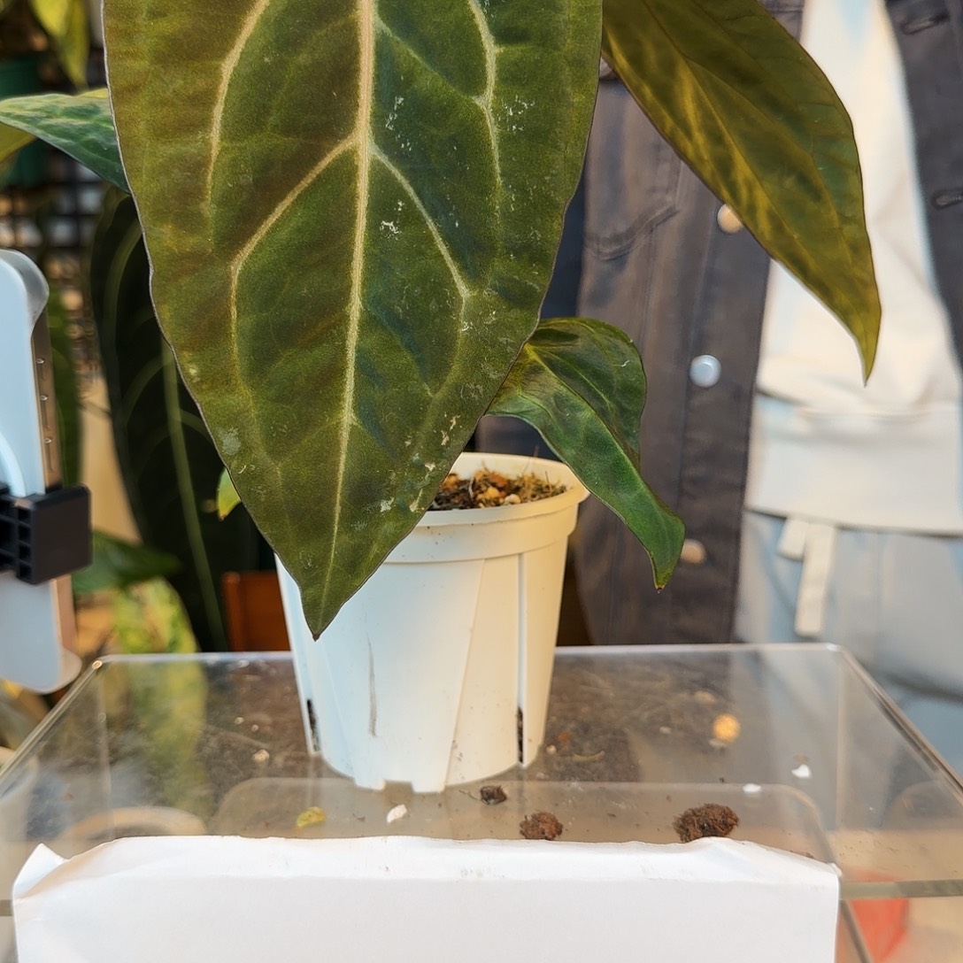 完全开放P139 黑水晶杂粉脉锦