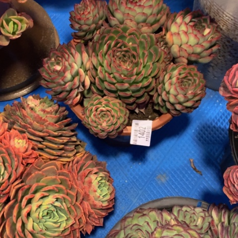 王*源1402萤火虫多肉