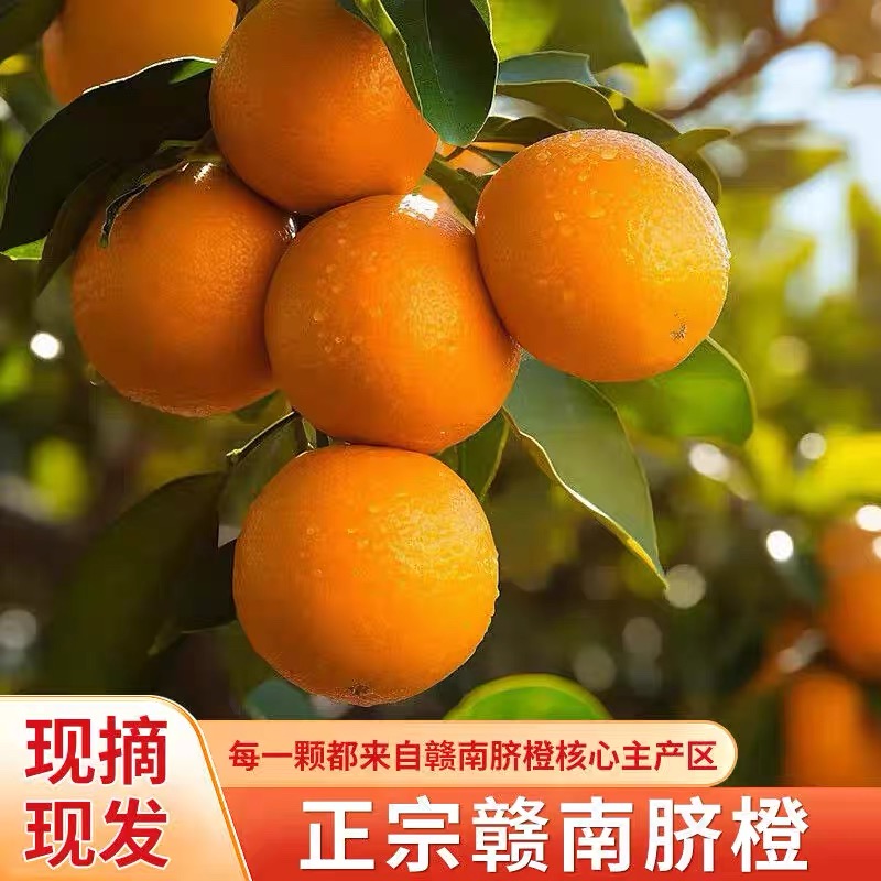 正宗赣南脐橙现摘现发应季水果新鲜橙子产地直发赣南特产