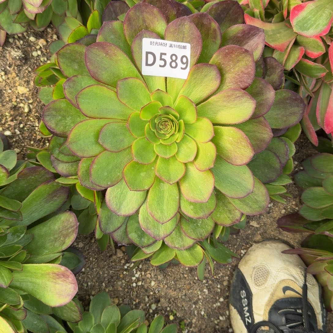 589桃花妖多肉植物