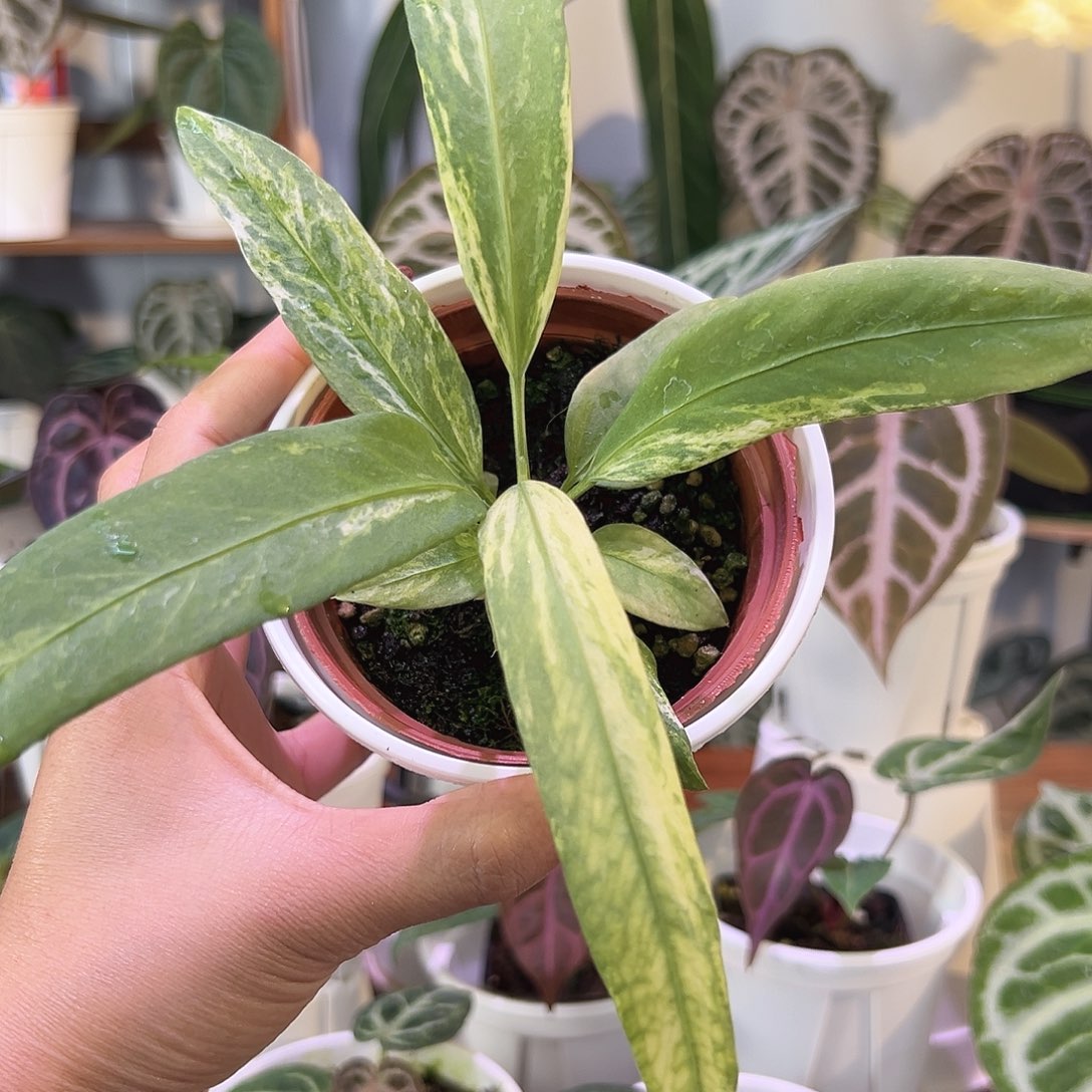 无花朵优选维塔锦W174