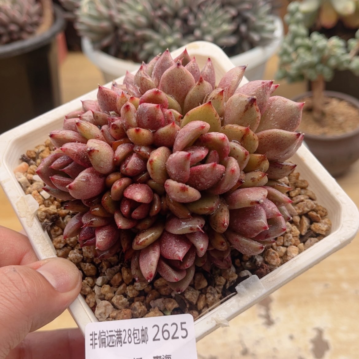 【闪购商品】2625黑玫瑰