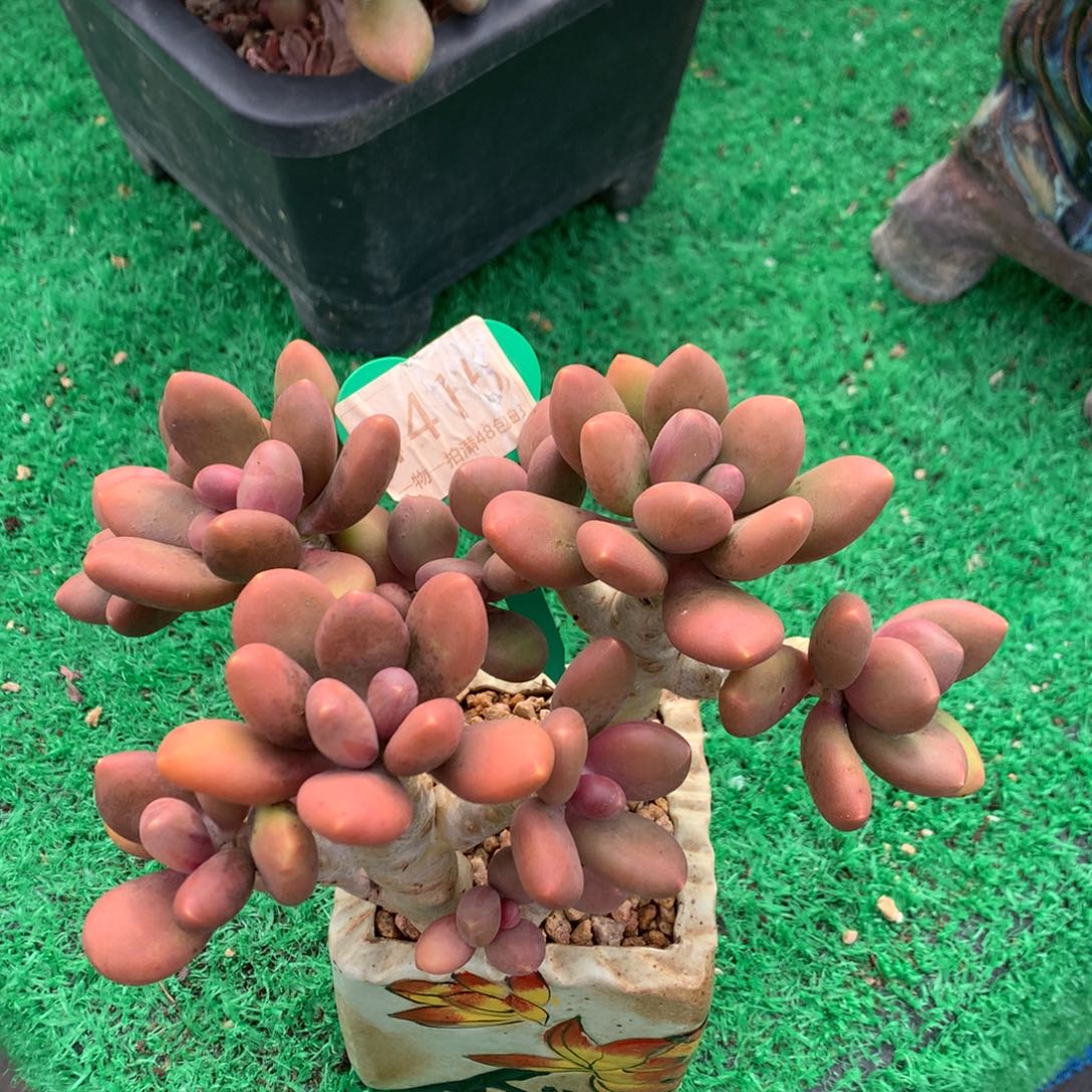 芒果奶无砍老桩1415