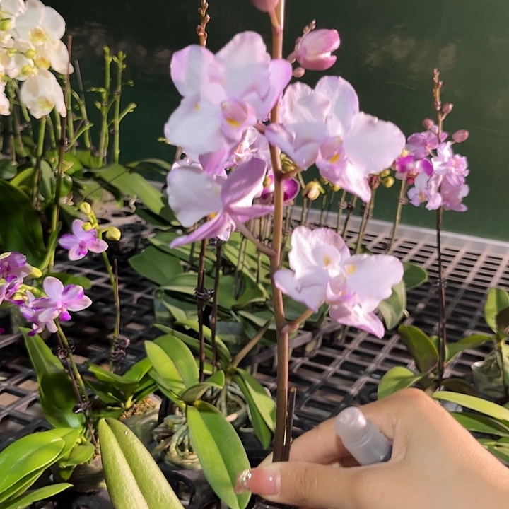 浪***…大部分花苞少量开放063