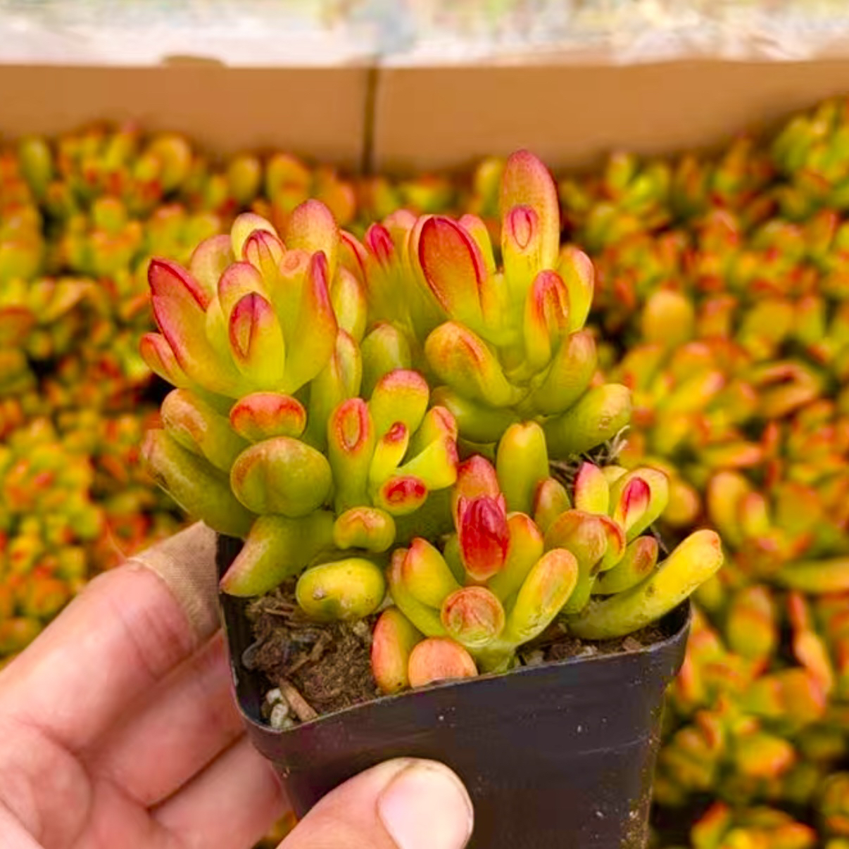 【满 9.9 包邮】招财猫 8cm 多肉脱土发货好看好养以直播间介绍为主