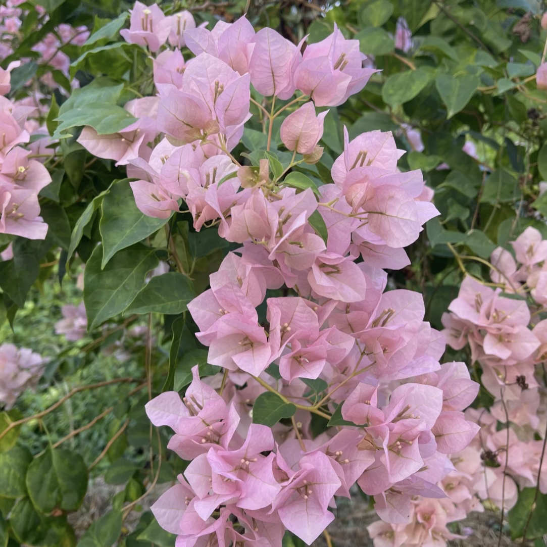【暗斑丽人】四季开花勤（落花落叶不售后一个月内换盆不售后）源宝
