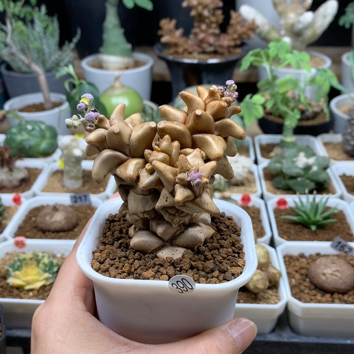 蛮鬼塔厚敦菊带盆390