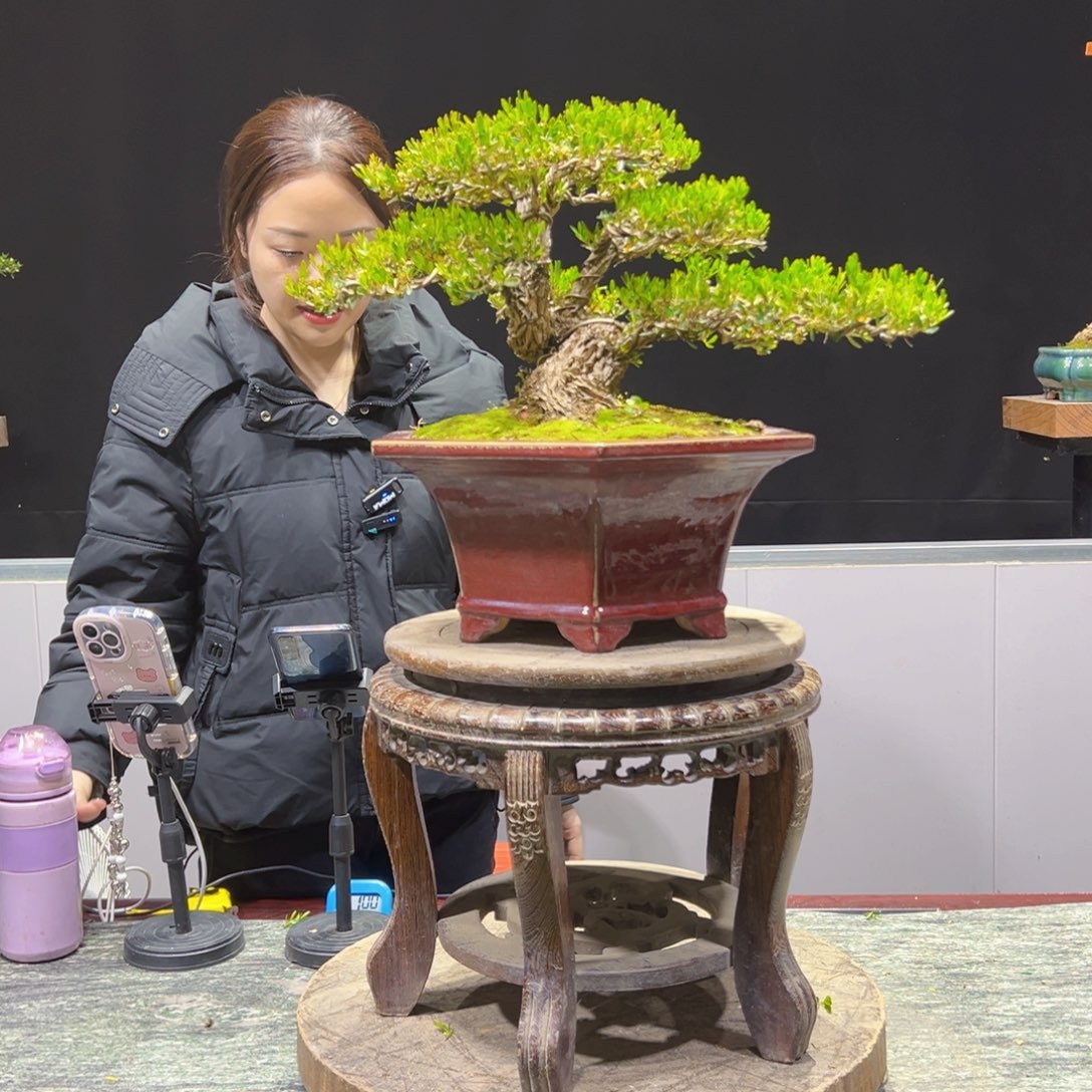 绿植黄杨盆景盆景