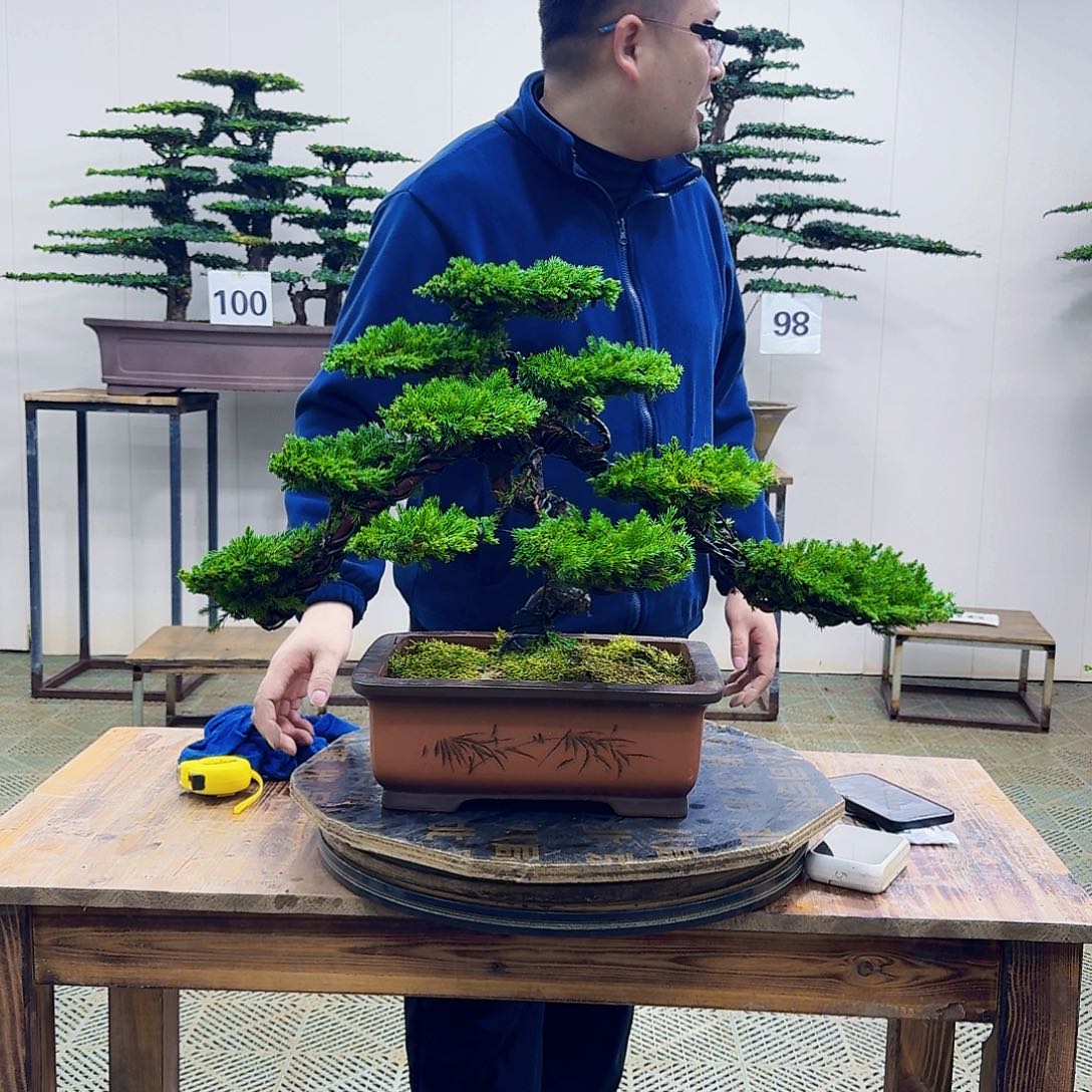 无花朵柏树造型盆景