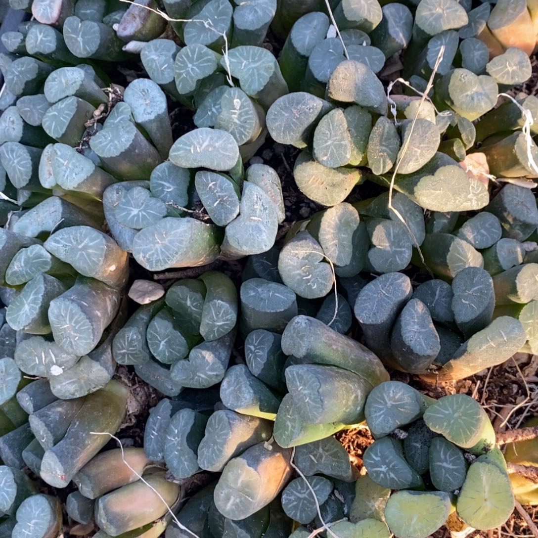 2913 一颗实生超大万象 