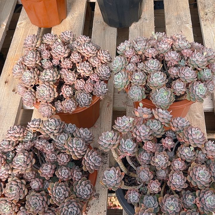 粉布偶，满18包邮