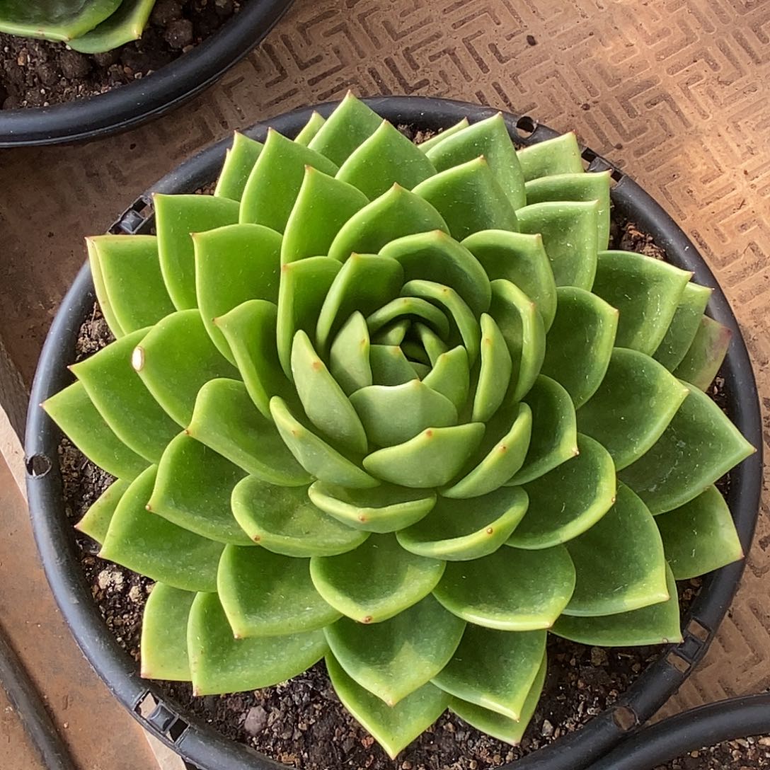 A***n福利特价翠花中号