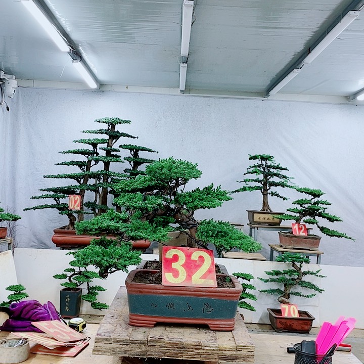 无花朵888888888888888