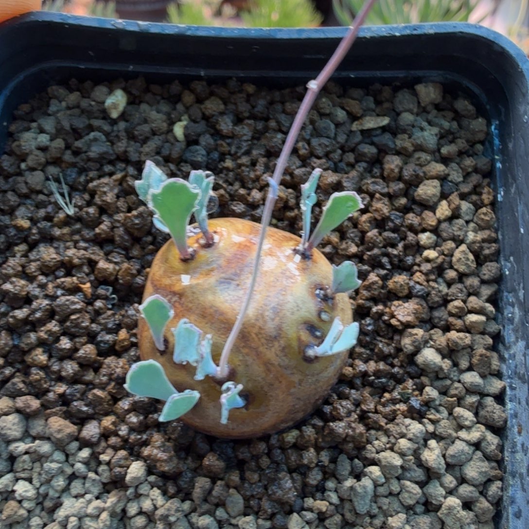 格加厚墩菊728(产地)