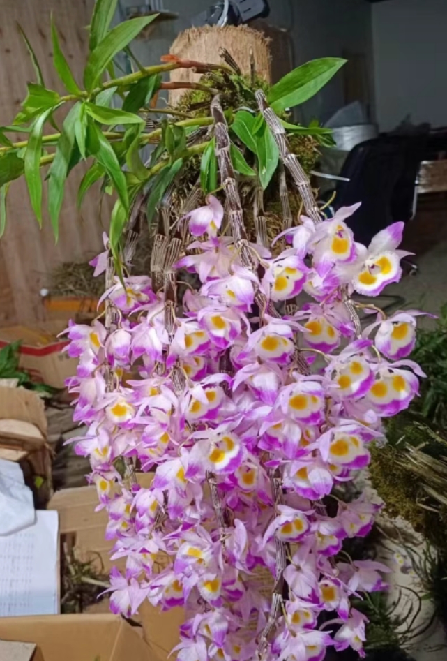 紫皮石斛现拔现卖一捆带根可吃可种可赏花带花苞发货