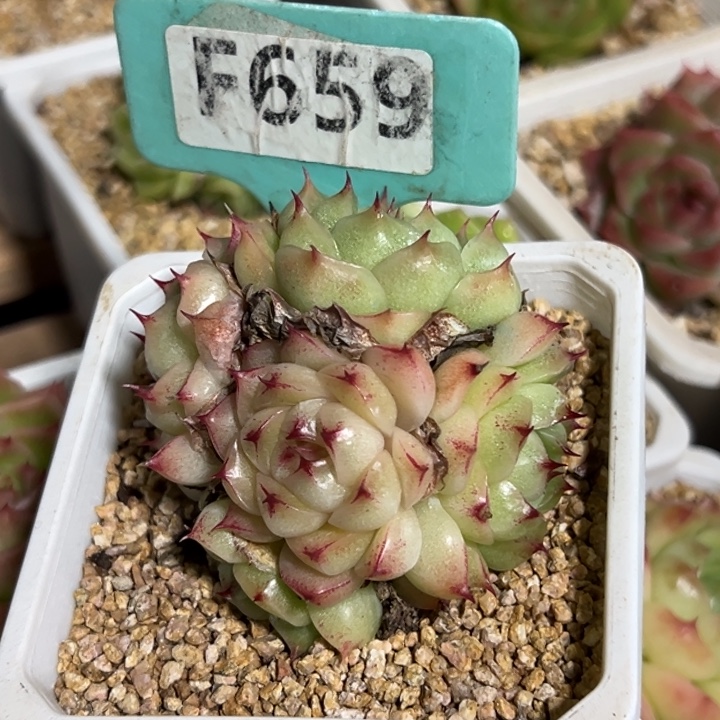 风***子极品麦秆群7cm多肉植物