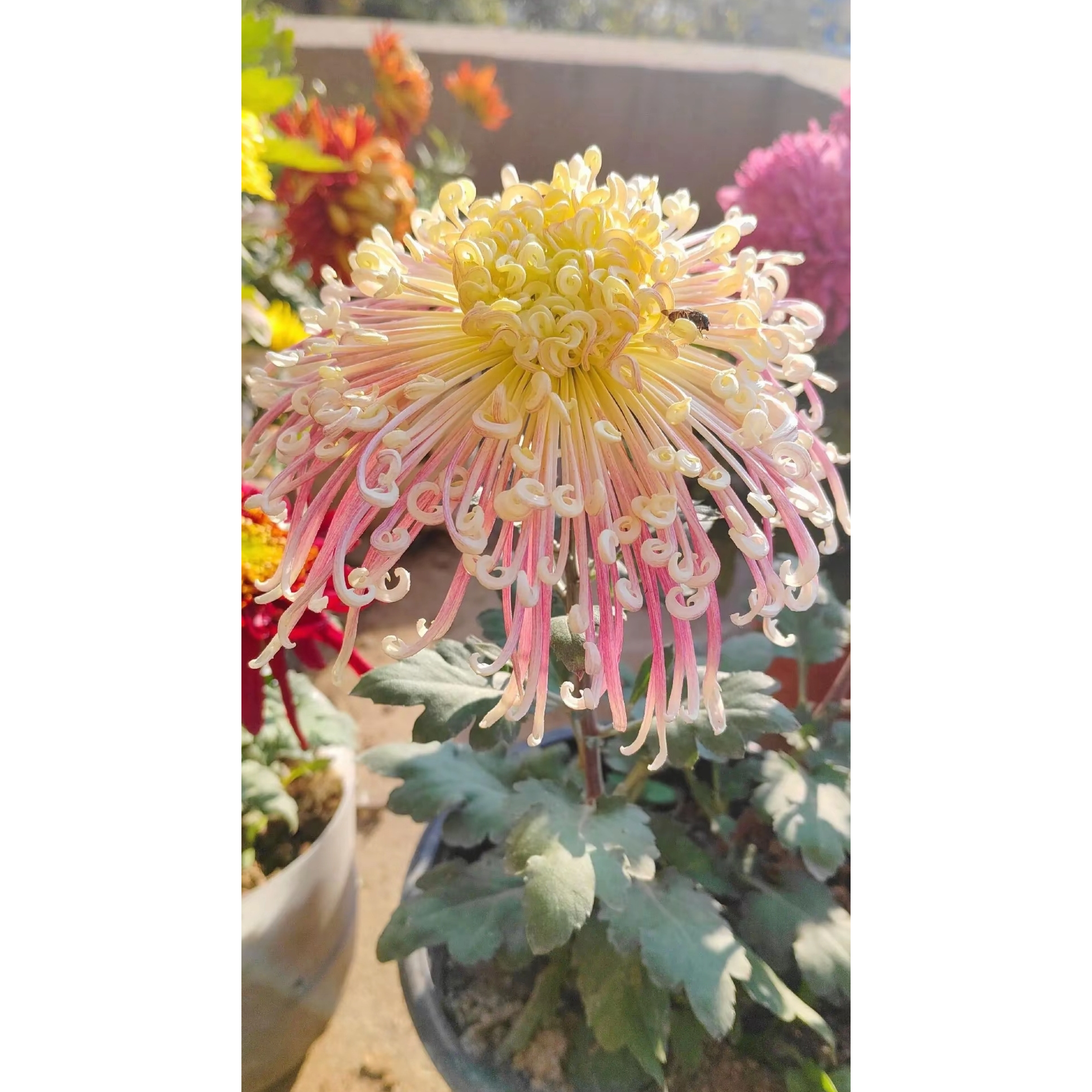 九月菊【夜明珠】大菊花苗盆栽阳台庭院