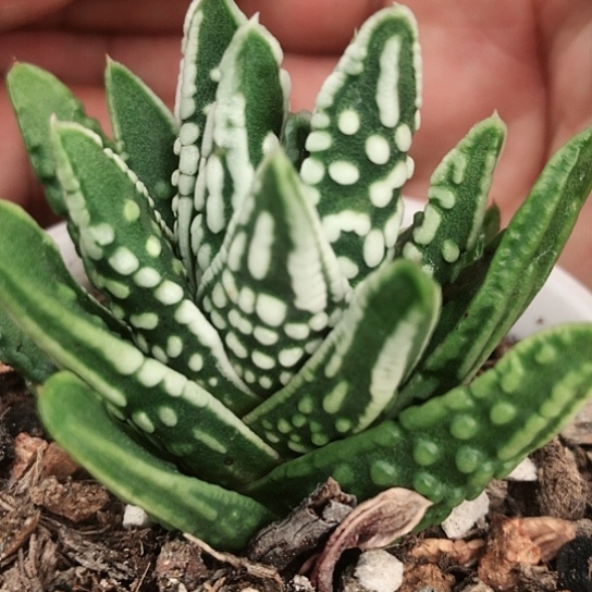 天使之泪硬叶带盆发货136