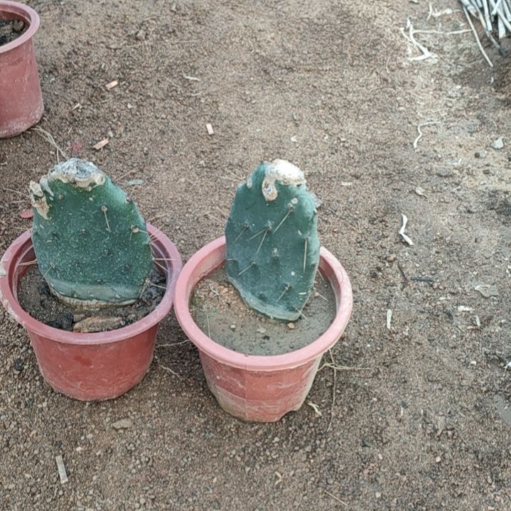 葡***萄黄大刺仙人掌一节两颗