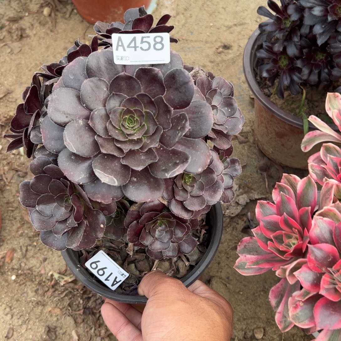 浅***心458黑玫瑰多肉植物法师