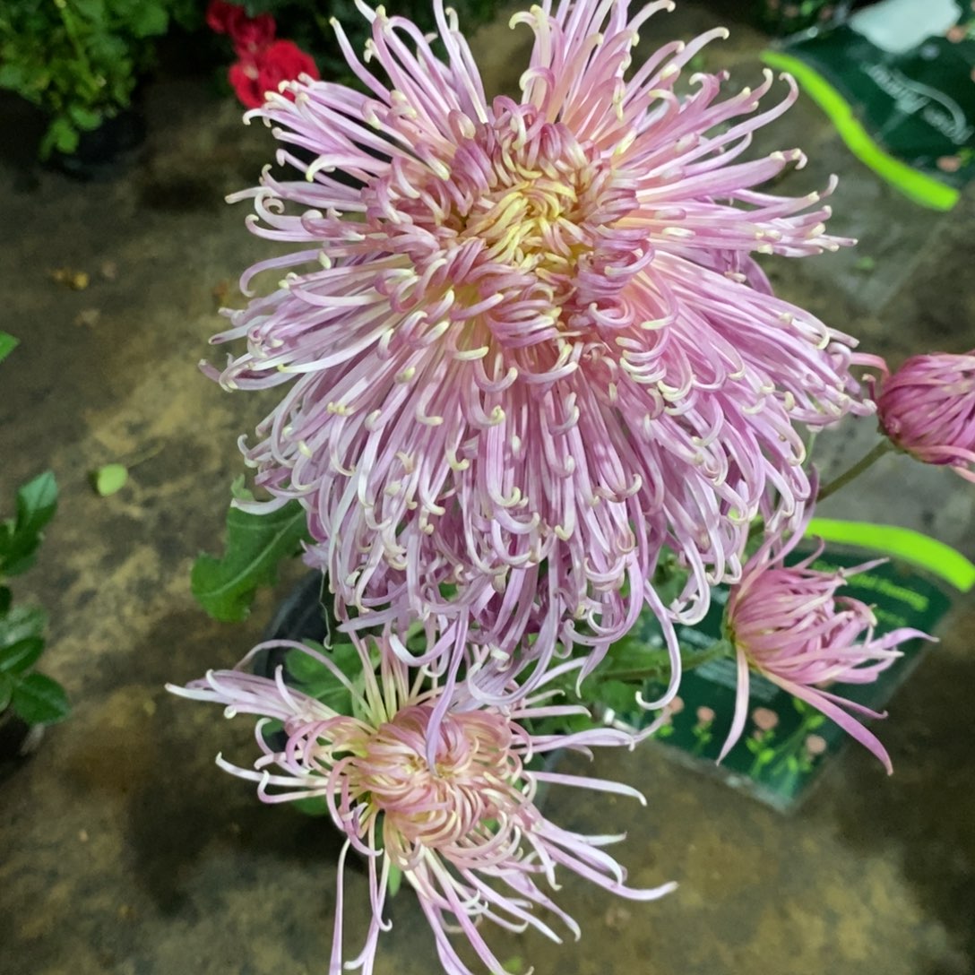 完全开放55555666