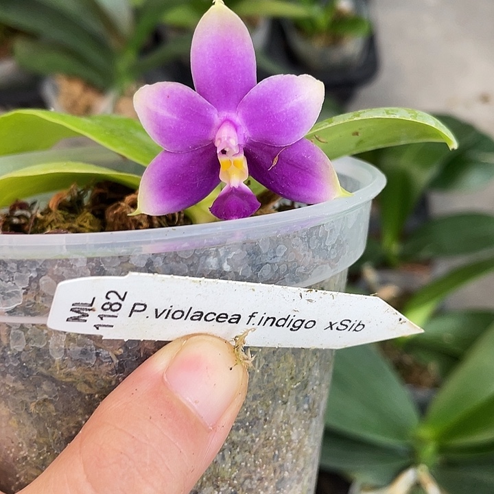 完全开放3.0寸杯荧光狗（有共生菌介意慎拍）