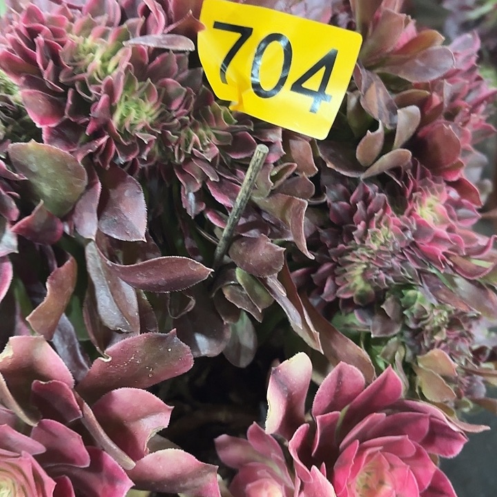 多肉植物香妃缀704