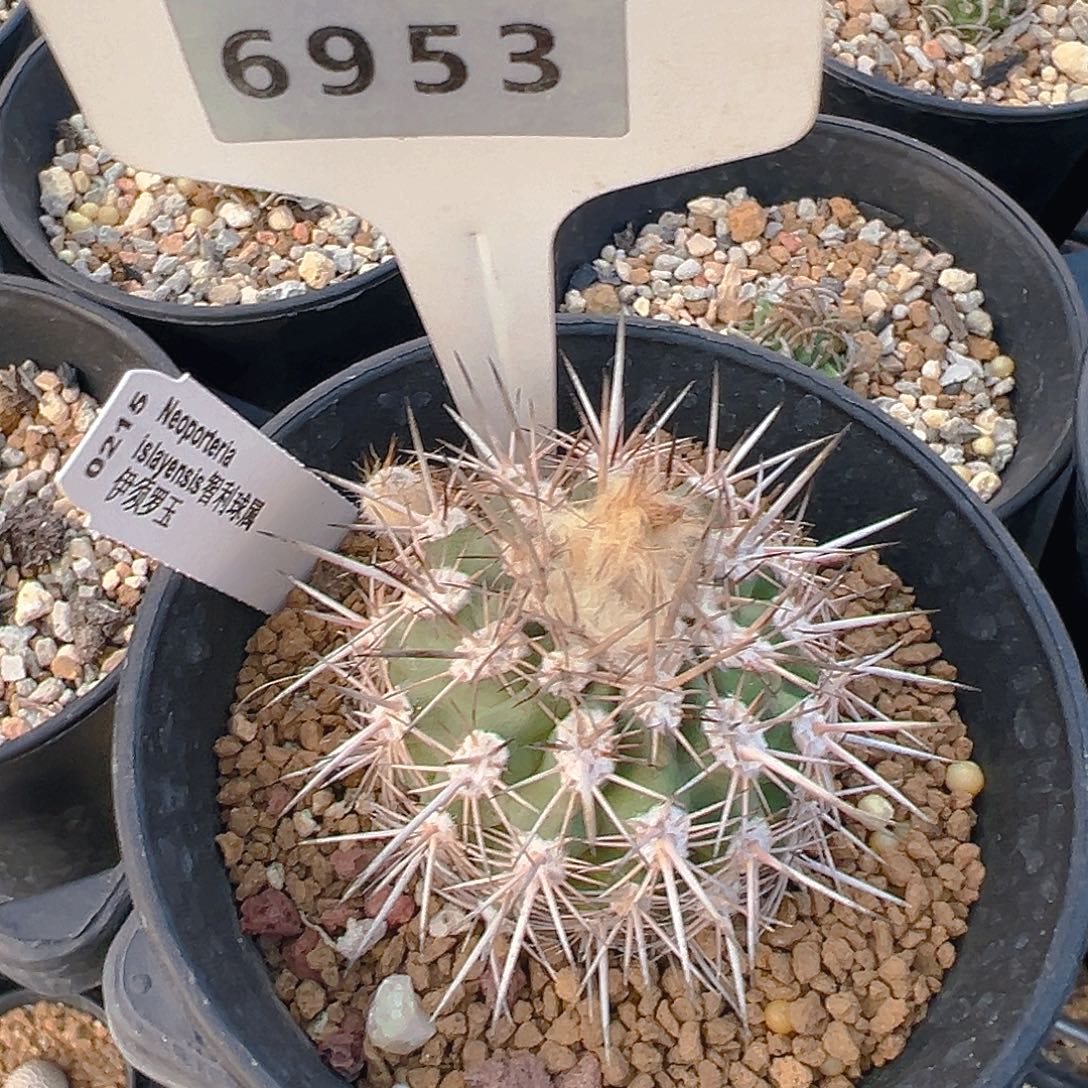 灿***王6953伊须罗玉实生裸根发货