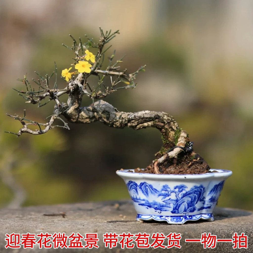 【微型迎春】重瓣迎春花三台虎蹄福禄带花苞发老桩提根造型盆景