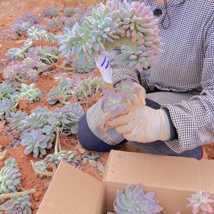 11一无一拍多肉多肉