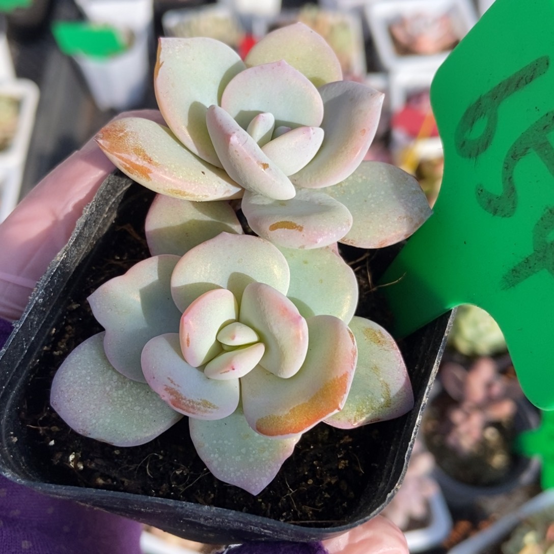 654奶茶多肉植物保护