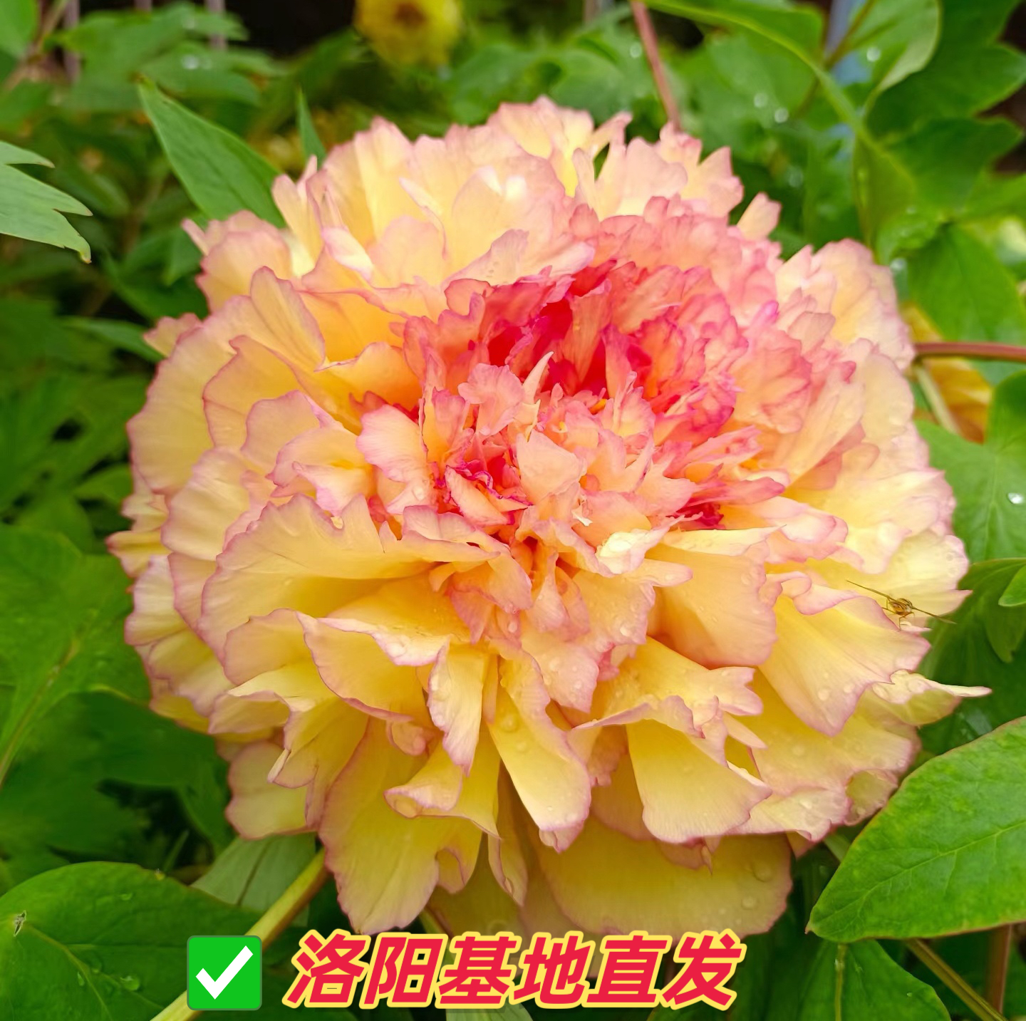 【金阁】晚花品种复色洛阳牡丹老苗对版室外花卉室内绿植
