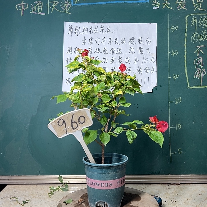 全部花苞  香港丽人  960