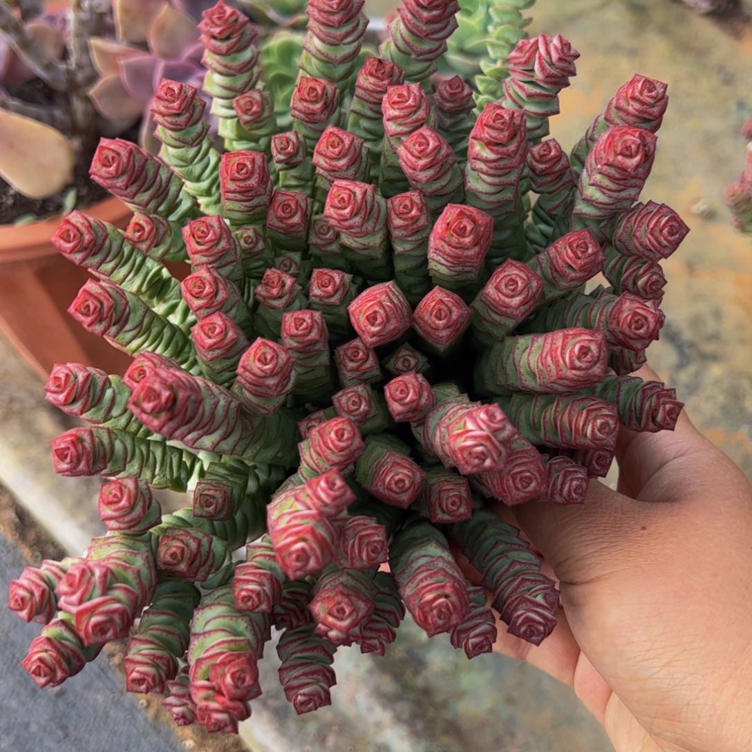 钱串带盆带土多肉植物