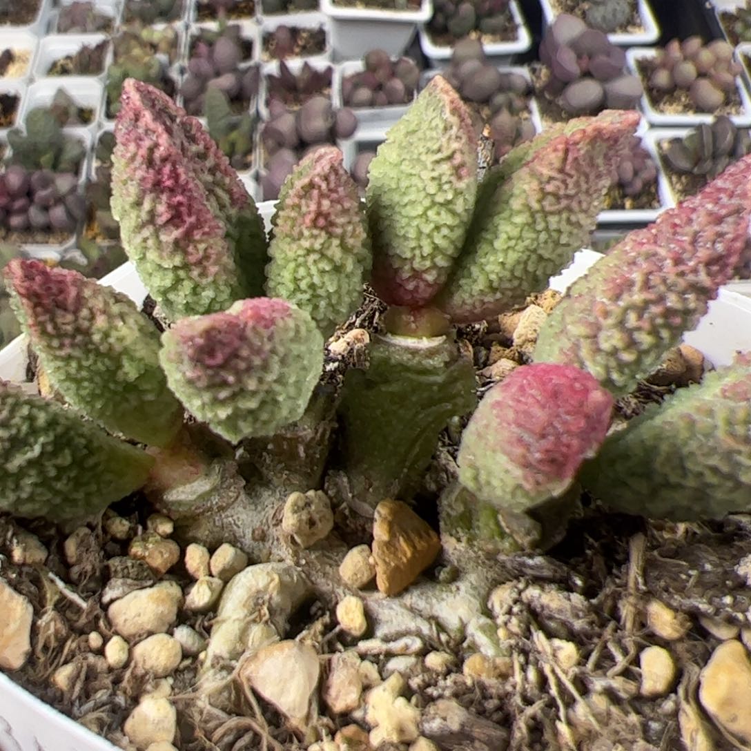 碧彩多头纯木质桩多肉植物