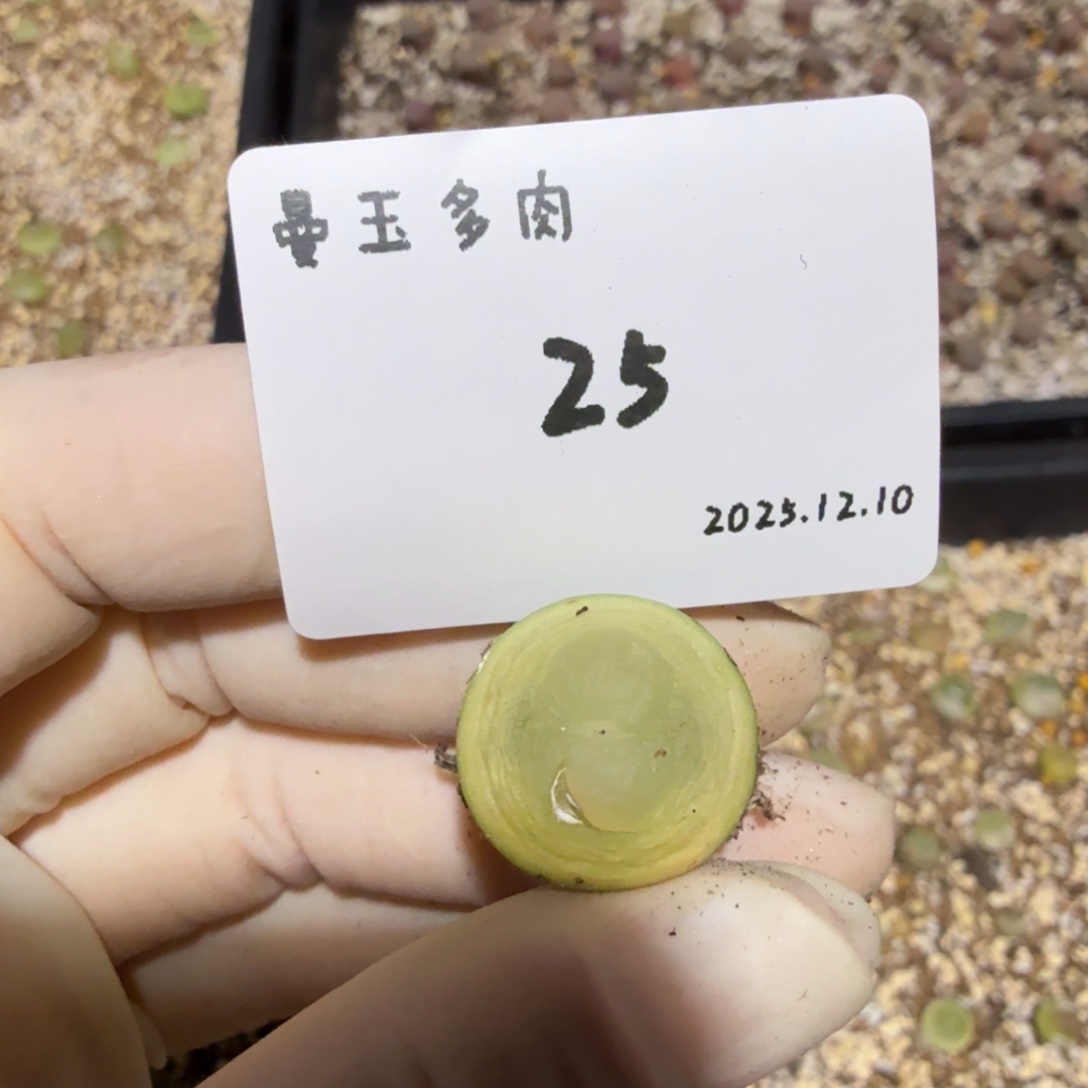 用***1多肉多肉多肉12.10-025