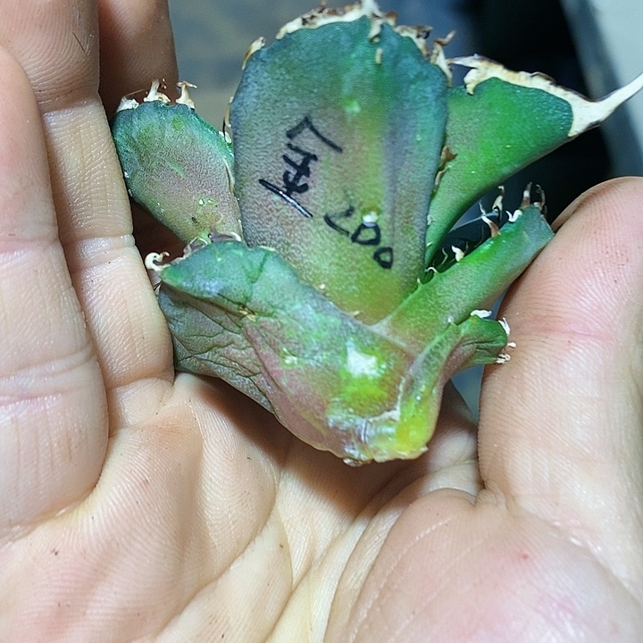 多肉植物龙蛇兰植物