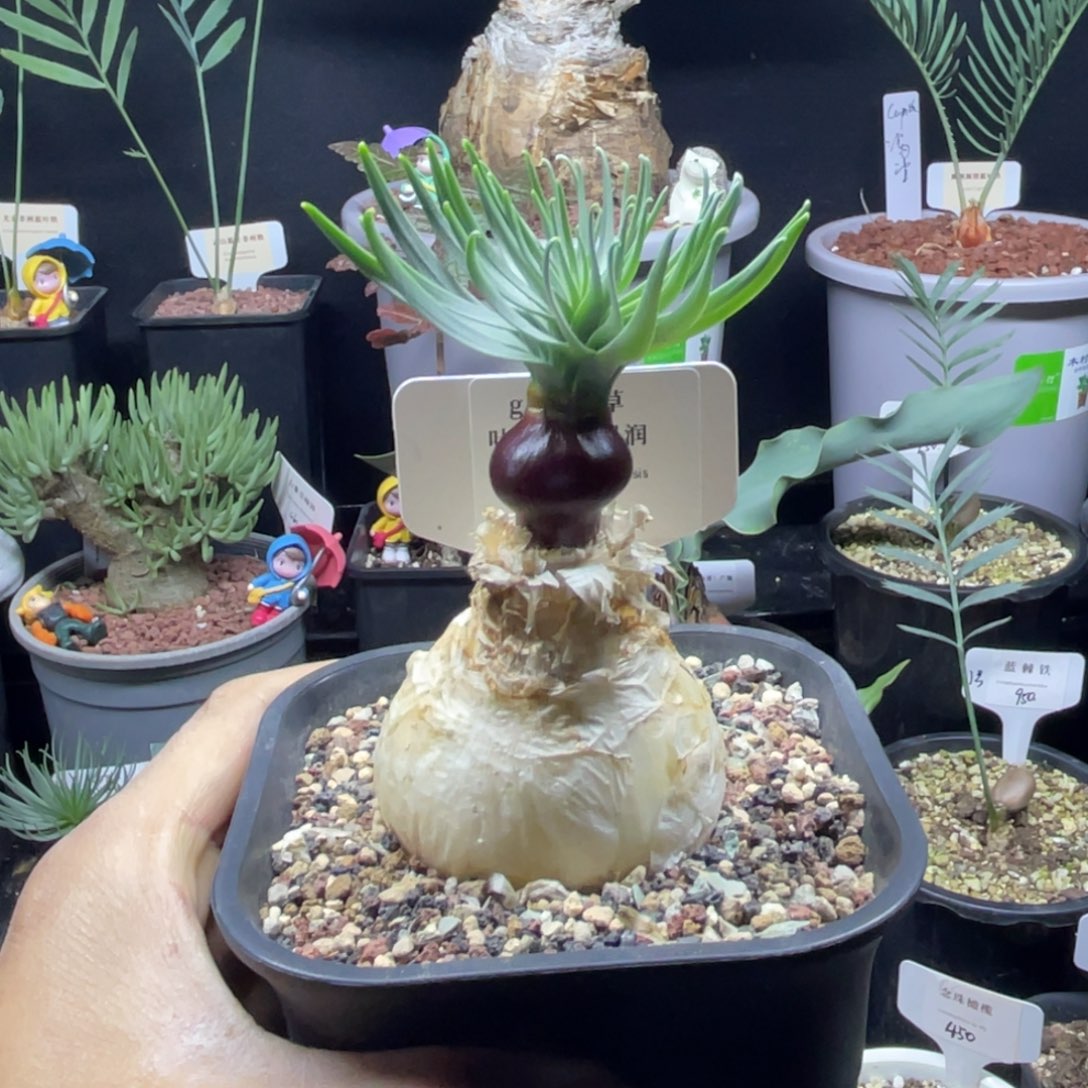 gn 弹簧草带盆发货一物一拍