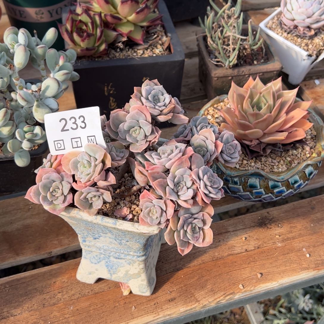 233多肉植物纤维维生素