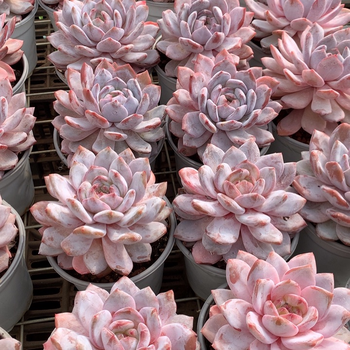 原始种糖心雪天使多肉植物两单包邮