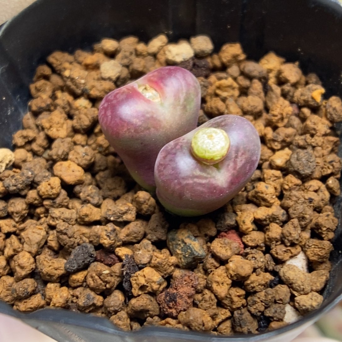 多肉植物肉锥杂交K-782