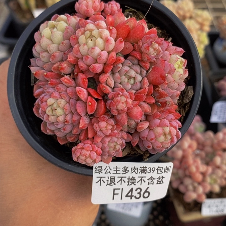 羊脂球7cm436多肉植物