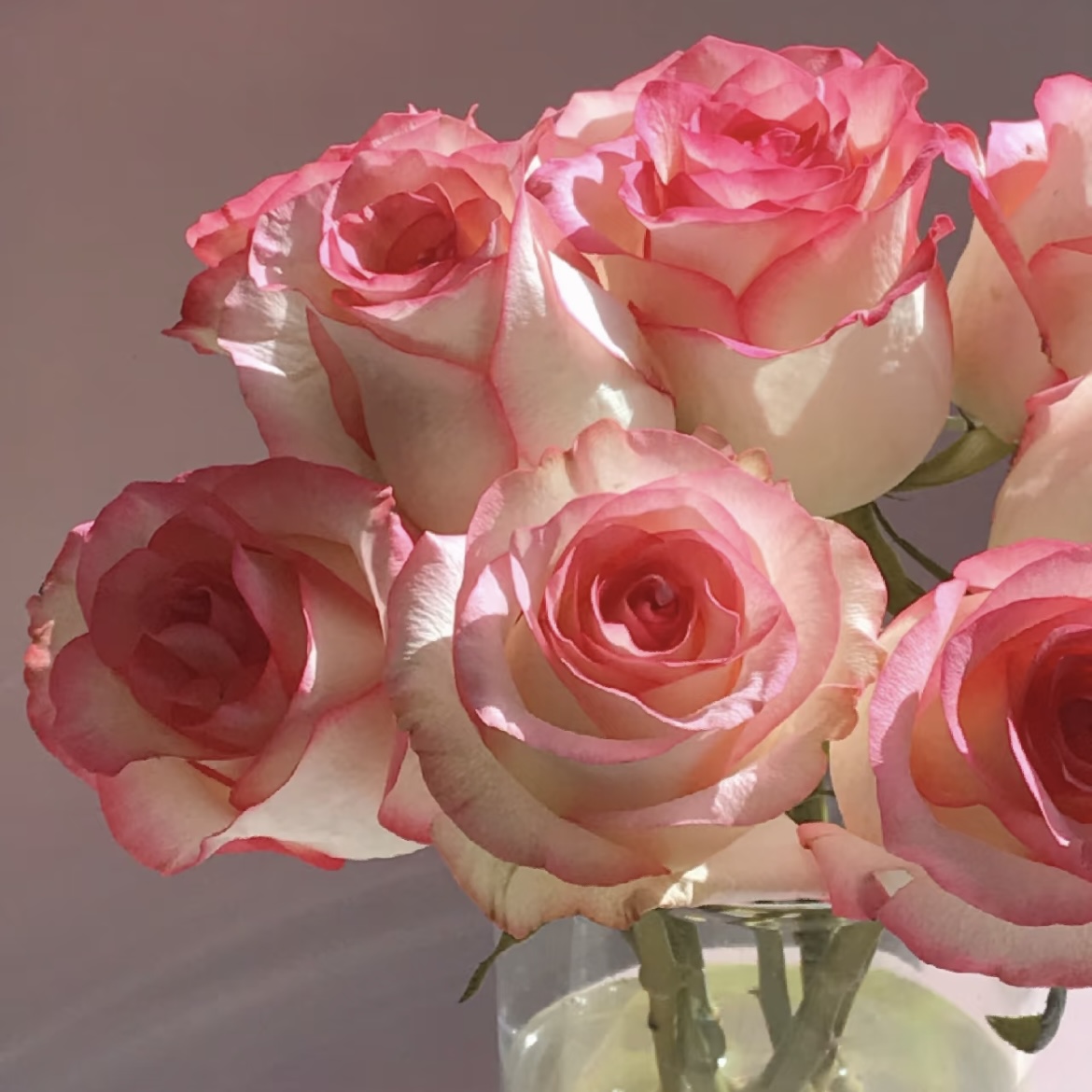 《小朱专属》艾莎粉色百合 云南基地直发【同地址两单京东或顺丰】