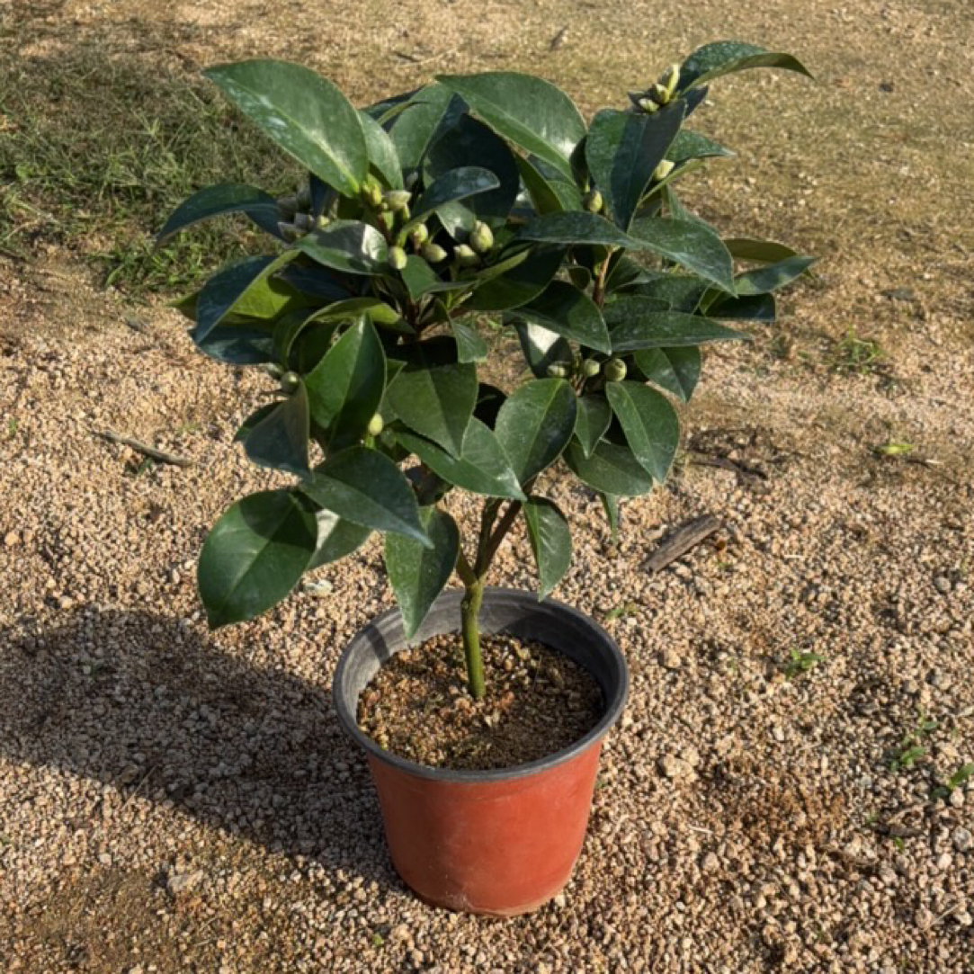 山茶花带花苞带盆带土独杆风化沙盆土河北发货轻微掉苞正常