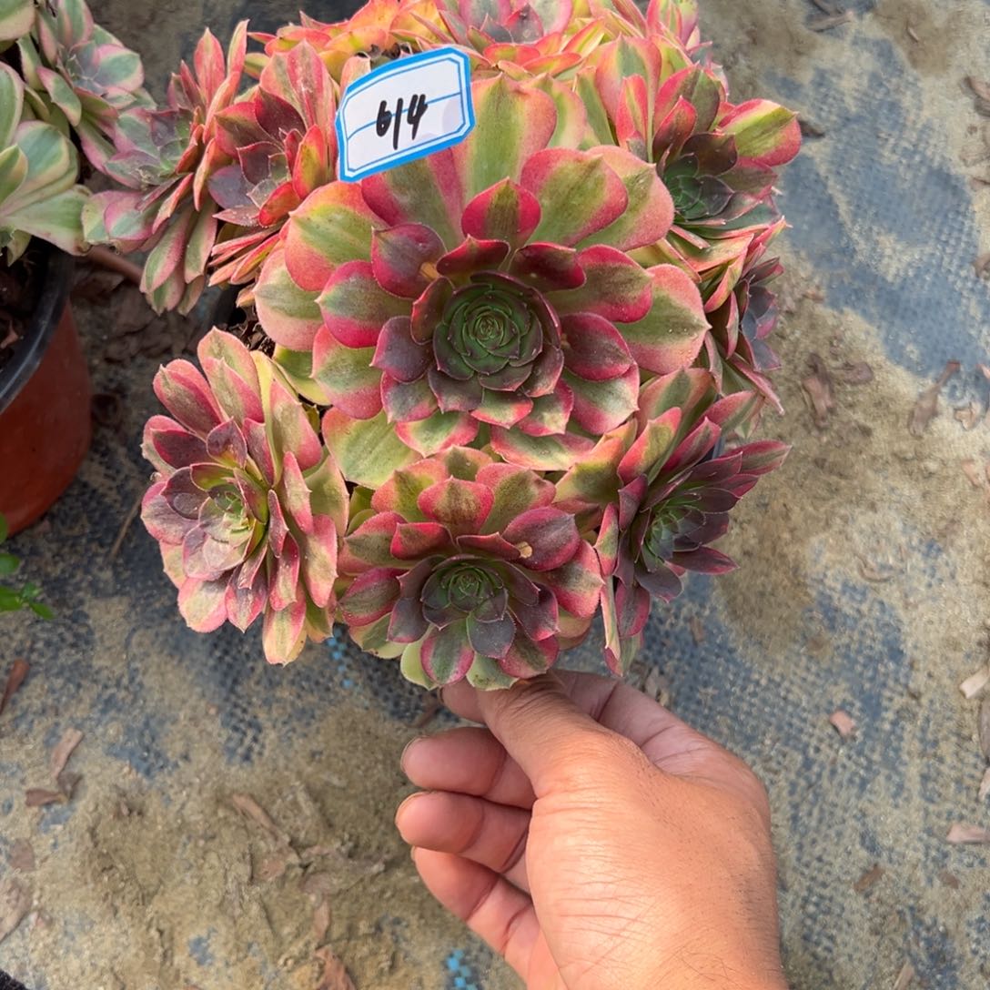 614雨荷多肉植物法师多肉